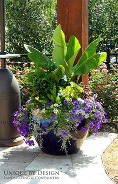 a large potted plant sitting on top of a patio