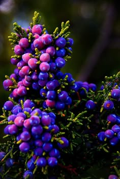 purple berries are growing on the branches of a tree