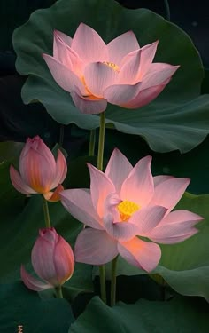 three pink water lilies with green leaves