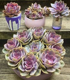 several potted succulents sitting on top of a wooden table