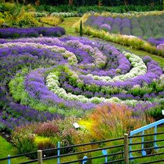 the lavender spiral in the uk