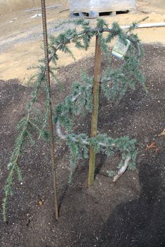 a small pine tree is growing in the dirt next to a pole with a sign on it