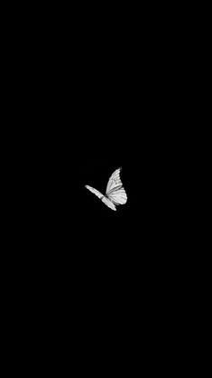 a white butterfly is flying in the dark