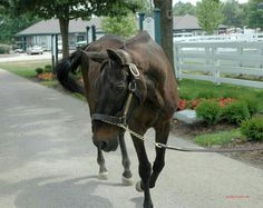 a brown horse walking down a sidewalk next to a tree