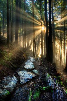 the sun shines through the trees and rocks in this forest path that is surrounded by tall, leafy trees