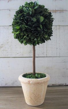 a small potted plant sitting on top of a wooden table