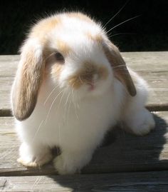 a white and brown rabbit sitting on top of a wooden floor next to a fence