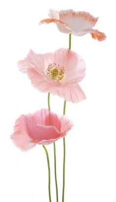 three pink flowers in a vase on a white background