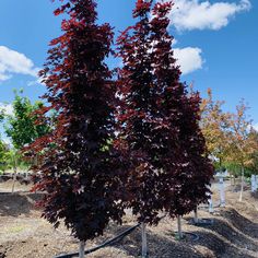 some very pretty trees in the dirt