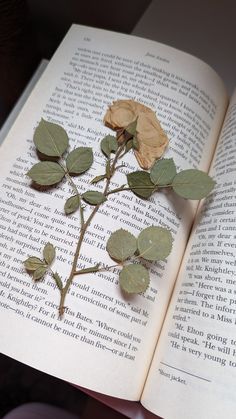 an open book with leaves laying on top of it