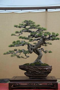 a bonsai tree in a pot on a table