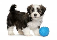 a small black and white dog standing next to a blue ball on a white background