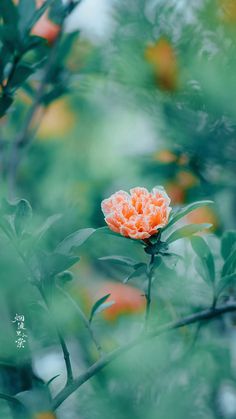 an orange flower sitting on top of a tree branch