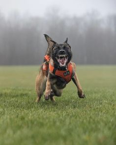 a dog running in the grass with its mouth open