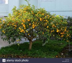 an orange tree in front of a house