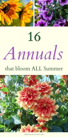 flowers with the words, 16 annuals that bloom all summer