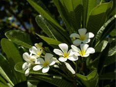 some white and yellow flowers are in the sun