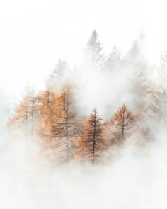 trees in the fog on a white and gray day, with orange leaves all over them