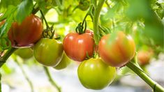 several tomatoes hanging from the branches of a tomato tree