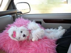 a small white dog laying on top of a pink pillow in the back seat of a car