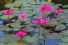 several pink water lilies are floating in the pond