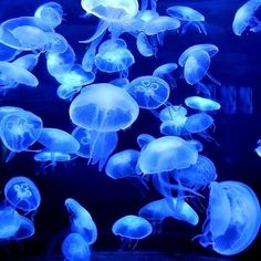 many blue jellyfish swimming in an aquarium