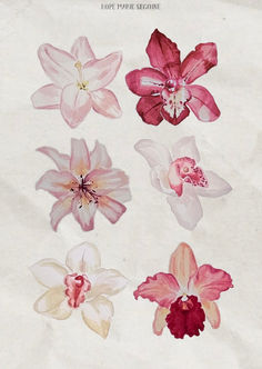 an image of flowers that are on the paper