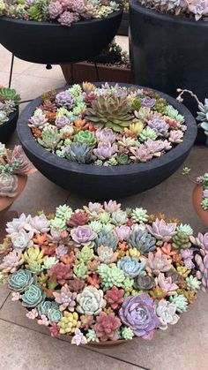 several potted succulents are arranged on the ground