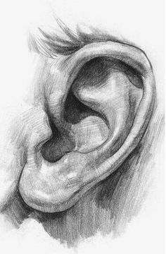 a pencil drawing of an ear