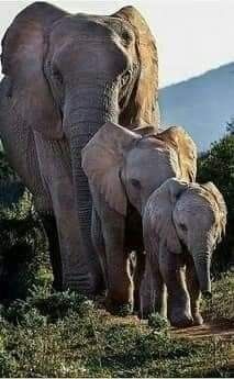 an adult and baby elephant walking in the grass near some trees with mountains in the background