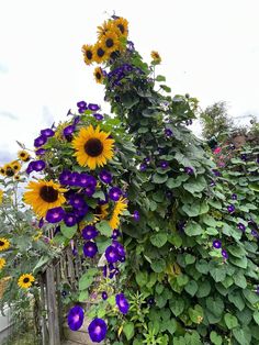 sunflowers and other flowers growing on a fence