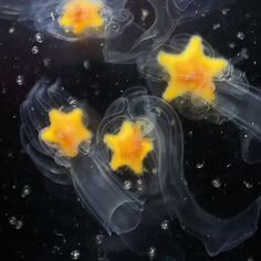 three yellow stars are floating in the water together, and they look like jellyfish