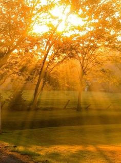 the sun shines through the trees on a sunny day in a park with green grass