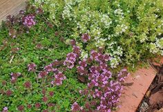 some purple and white flowers are growing in the ground next to a brick planter