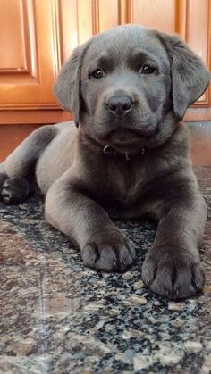 a gray dog laying on top of a kitchen floor