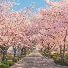 a street lined with lots of pink trees