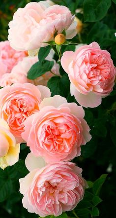 pink and white flowers with green leaves in the background