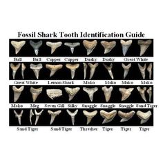 the different types of tooth teeth are shown in this chart, and each is labeled with their