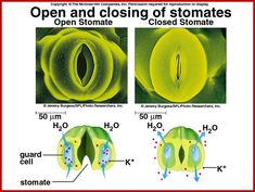 the open and closing of stomates are shown in three different pictures, one showing an open stomate and the other showing closed stomate