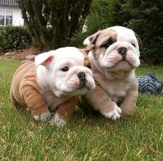 two puppies are playing in the grass near each other and one is looking at the camera