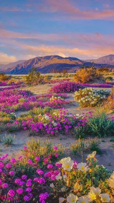 wildflowers blooming in the desert with mountains in the background