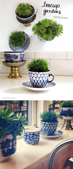 there are three different pictures of plants in cups and saucers