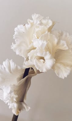 a close up of a white flower on a table with a white wall in the background