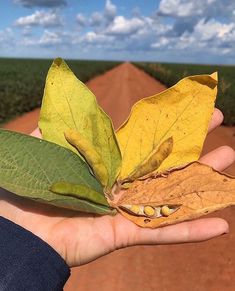 a person holding up a leaf in front of a dirt road with blue sky and clouds