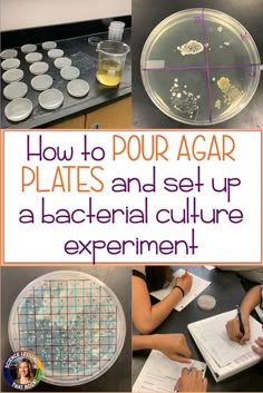 how to pour agar plates and set up a bacternal culture experiment