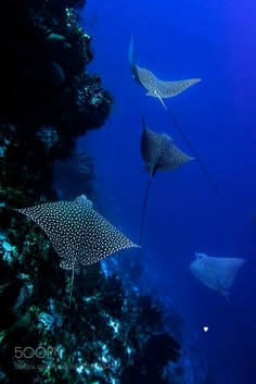 three spotted stingfish swimming in the ocean