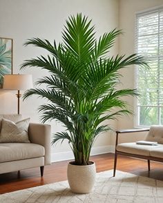 a large palm tree in a living room next to a couch and chair on a wooden floor