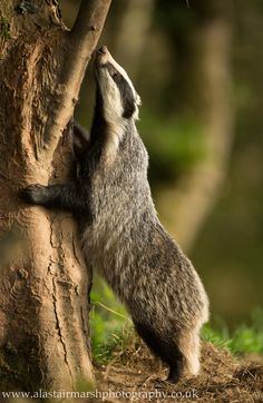 a small animal climbing up the side of a tree to get something out of it