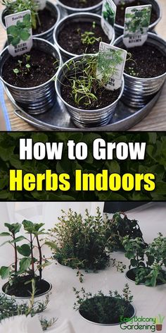 how to grow herbs indoors in pots with instructions for growing them from seed pods and plants