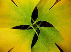 a large yellow flower with green leaves in the center, viewed from up close to the center